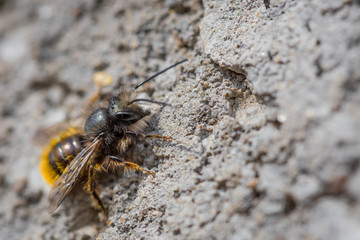 Close up macro of bee on gray concrete at sunny day