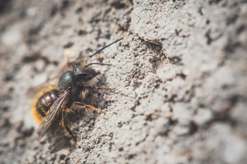 Close up macro of bee on gray concrete at sunny day