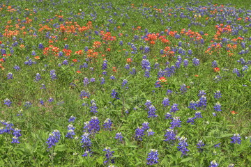 Spring Blubonnets near Waco Texas