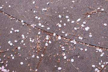 Fallen sakura petals on the ground with rocks after spring cherry blossom come to end