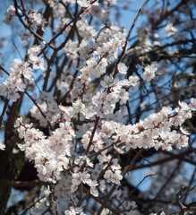 Beautiful spring flowers. In spring everything awakens from sleep. Outside. Without people. Amazing nature.