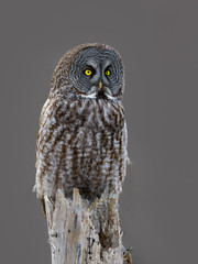 Great Grey Owl Closeup Portrait in Winter