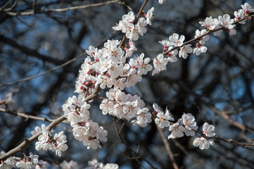 Beautiful spring flowers. In spring everything awakens from sleep. Outside. Without people. Amazing nature.