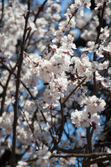 Beautiful spring flowers. In spring everything awakens from sleep. Outside. Without people. Amazing nature.