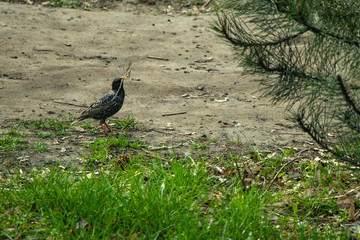 Bird in the park in the spring, green grass is looking for food.