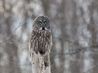  Great Grey Owl Perched on Dead Tree Trunk  in Winter
