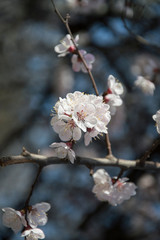 Beautiful spring flowers. In spring everything awakens from sleep. Outside. Without people. Amazing nature.