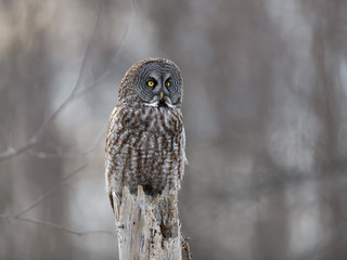 Great Grey Owl Sitting on Top Dead Tree Trunk, Portrait in Winter