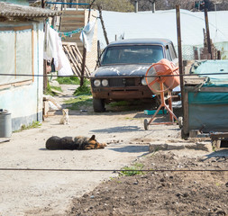 This is a farm. There is an old car. Two dogs. Sunny weather. The concrete mixer is on the right...