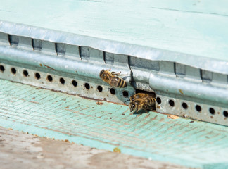 Worker bees crawl out of the hive to warm themselves in the spring sun