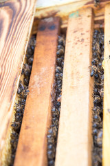 Worker bees crawl out of the hive to warm themselves in the spring sun