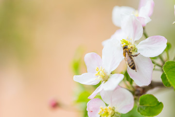 Fototapeta na wymiar Bee collecting pollen on apple tree blossoming flower at spring. Apple tree bloom