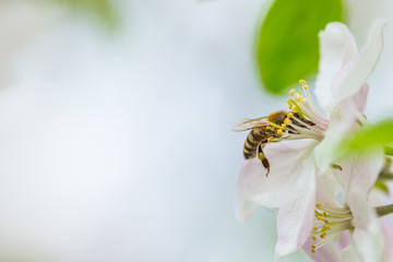 Bee collecting pollen on apple tree blossoming flower at spring. Apple tree bloom