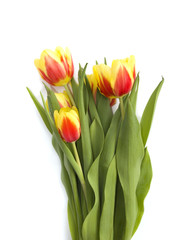 beautiful red and yellow tulips isolated on a white background 