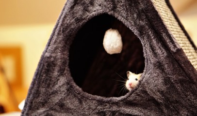 katzenhöhle hamster 