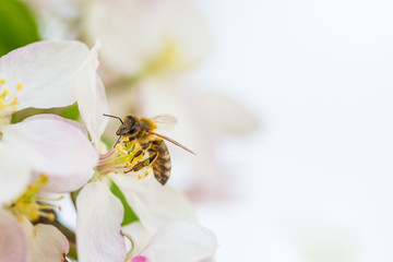 Bee collecting pollen on apple tree blossoming flower at spring. Apple tree bloom