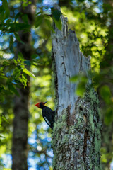 Pájaro carpintero macho.