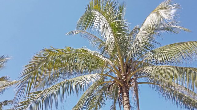 Coconut palm trees on a wind at tropical beach. 4K clip