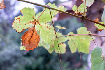 Maladie de la vigne, Rouille attaquant une feuille à l'automne