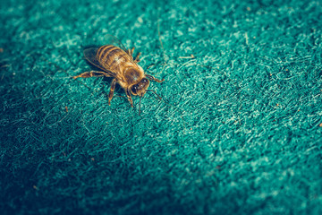 Close up macro image of bee on blue carpet