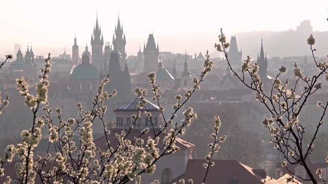 Beautiful spring view on Old Town of Prague after sunrise with blossoming trees in foreground, Prague, Czech Republic