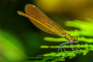 Blauflügel-Prachtlibelle Weibchen Calopteryx virgo - Blue-winged Darterfly Female Calopteryx virgo