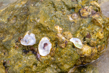 Fototapeta na wymiar stone sea seaweed wet slippery large seashells open oyster close-up background design nature sea