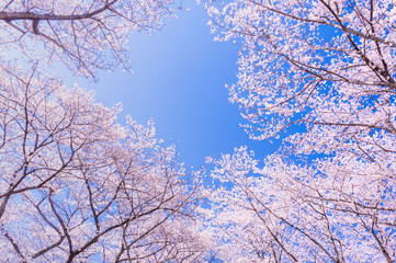 桜　ソメイヨシノ