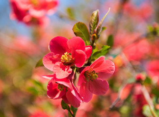 Japanese quince flowers. Chaenomeles, small red flowers in spring time