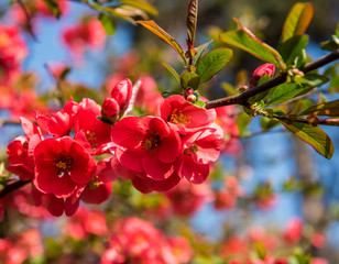 Japanese quince flowers. Chaenomeles, small red flowers in spring time