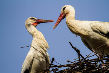 Weißes Storchenpaar in Liebe