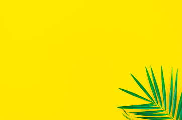 Fototapeta na wymiar Tropical leaf palm tree on a yellow background with space for text. Top view flyer