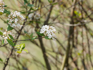 Viorne de Burkwood (Viburnum burkwoodii) aux rameaux garnis de boules de fleurs blanches et parfumées
