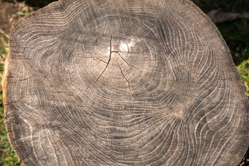 Fototapeta premium Old wooden texture background. Centenary brown wood texture