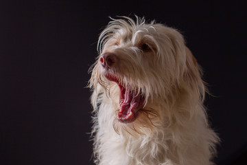 Hund Hundefotografie im Studio