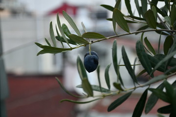 Close-up of an black olive hanging from a branch