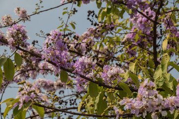 Selective focus Lagerstroemia Speciosa flower are blooming in a garden. Beautiful sweet purple flower.