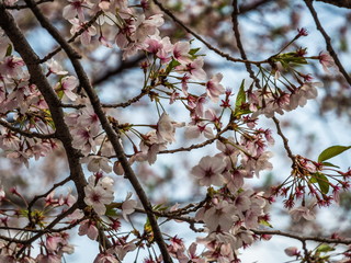Cherry Blossoms in Korea