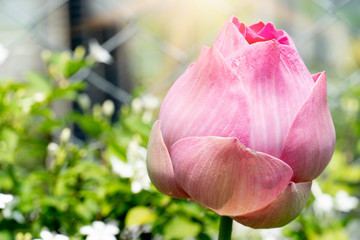 A large pink lotus lily bud in the garden with a steel fence as a background and morning light.