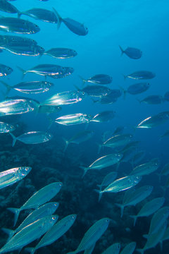 A large swarm of Indian Mackerel swimming in the bay of Abu Dabbab in the Red Sea, Egypt