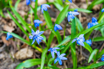 closeup blue scilla flowers on the green field in the spring, park in the bright sunshine