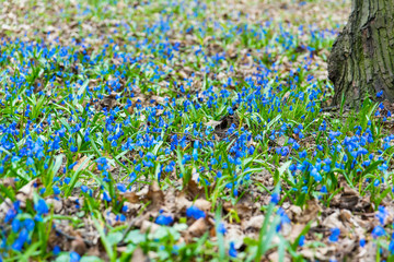 blue scilla flowers on the green field in the spring, park in the bright sunshine, flower carpet