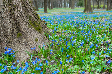 small blue scilla flowers on the green field in the spring forest, forest in the bright sunshine