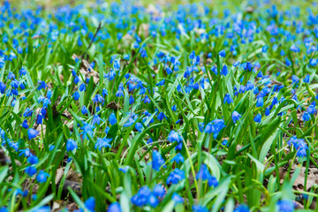 blue scilla flowers on the green field in the spring, park in the bright sunshine, flower carpet