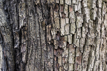 bark of an old deciduous tree