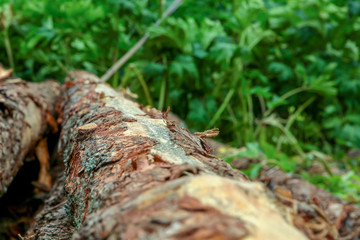 pair of trunks of hard bark pine tree focus on the center of a log. Vertical logs background rustic
