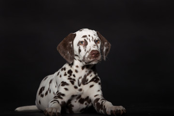 Hund Dalmatinerwelpe im Fotostudio