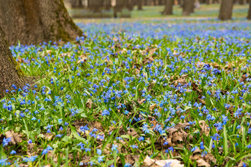 small blue scilla flowers on the green field in the spring forest, forest in the bright sunshine