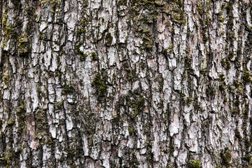 bark of an old deciduous tree