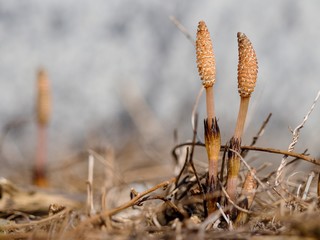 Field Horsetail